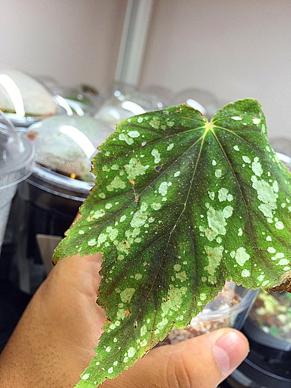 B. guishanensis
